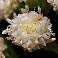 Thumbnail Picture of Baccharis glutinosa