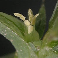 Thumbnail Picture of Salsola australis