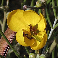 Thumbnail Picture of Silver Cassia