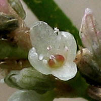 Thumbnail Picture of Persicaria lapathifolia