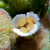 Thumbnail Picture of Euphorbia maculata