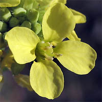 Thumbnail Picture of Hirschfeldia incana
