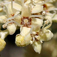 Thumbnail Picture of Butterfly Bush