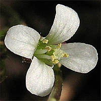 Thumbnail Picture of Little Western Bittercress