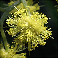 Thumbnail Picture of Acacia dealbata