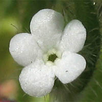 Thumbnail Picture of San Diego Popcorn Flower