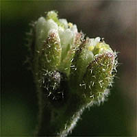 Thumbnail Picture of Draba cuneifolia