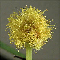 Thumbnail Picture of Acacia retinodes