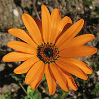 Thumbnail Picture of Cape-Marigold
