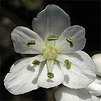 Thumbnail Picture of Allium neapolitanum