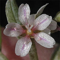 Thumbnail Picture of Claytonia exigua ssp. exigua