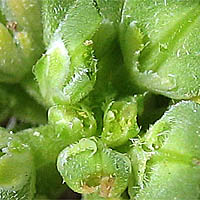 Thumbnail Picture of Lepidium latipes
