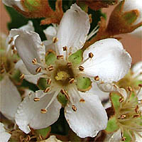 Thumbnail Picture of Eriobotrya japonica