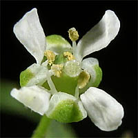 Thumbnail Picture of Lepidium draba
