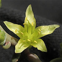 Thumbnail Picture of Many-stemmed Dudleya