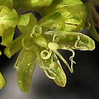 Thumbnail Picture of Eriogonum crocatum