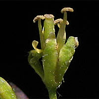 Thumbnail Picture of Descurainia sophia