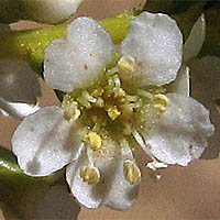 Thumbnail Picture of Adenostoma fasciculatum var. fasciculatum