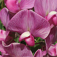 Thumbnail Picture of Perennial Sweet Pea