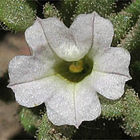 Thumbnail Picture of Petunia parviflora