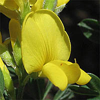Thumbnail Picture of Genista monspessulana