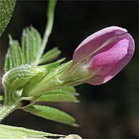 Thumbnail Picture of Vicia sativa ssp. nigra