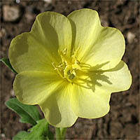 Thumbnail Picture of Cut-leaved Evening Primrose
