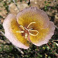 Thumbnail Picture of Weed's Mariposa Lily