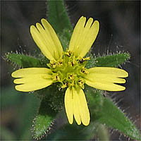 Thumbnail Picture of Madia gracilis