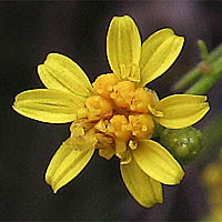 Thumbnail Picture of California Matchweed