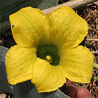 Thumbnail Picture of Cucurbita foetidissima