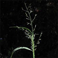 Thumbnail Picture of Eragrostis barrelieri