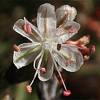 Thumbnail Picture of Eriogonum wrightii var. membranaceum