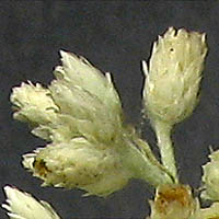 Thumbnail Picture of Pseudognaphalium leucocephalum