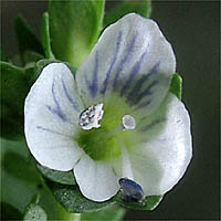 Thumbnail Picture of Thymeleaf Speedwell