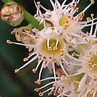 Thumbnail Picture of Prunus ilicifolia ssp. lyonii