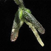 Thumbnail Picture of Acer negundo