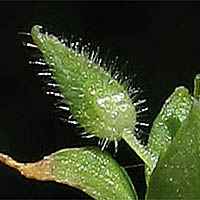Thumbnail Picture of Stellaria pallida