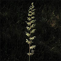 Thumbnail Picture of Koeleria macrantha