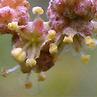 Thumbnail Picture of Atriplex lentiformis