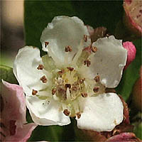 Thumbnail Picture of Narrow-leaved Firethorn