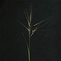 Thumbnail Picture of Stipa cernua