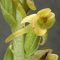 Thumbnail Picture of Piperia cooperi