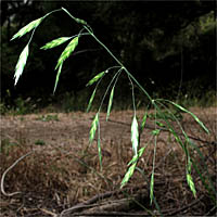 Thumbnail Picture of Bromus catharticus var. catharticus