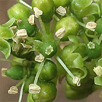 Thumbnail Picture of Vitis vinifera