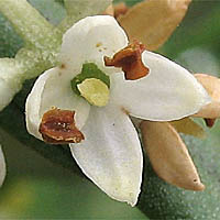 Thumbnail Picture of Olea europaea