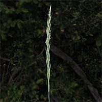 Thumbnail Picture of Elymus glaucus ssp. glaucus
