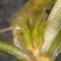 Thumbnail Picture of Zannichellia palustris