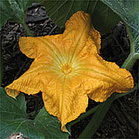 Thumbnail Picture of Cucurbita pepo var. pepo