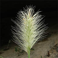 Thumbnail Picture of Pennisetum villosum